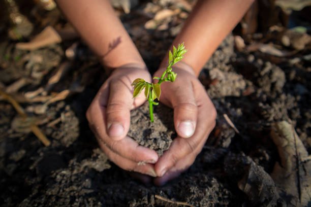 Close-up shot of a kids Hands holding soil and plant together to do plantation currently interglobe is facing health crisis and environmental disbalance due to which it's mandatory for all of us to grow plants. Support our ecosystem by growing more and more trees and plants to grow a tree on your birthday each year. let's make our environment free from pollution.